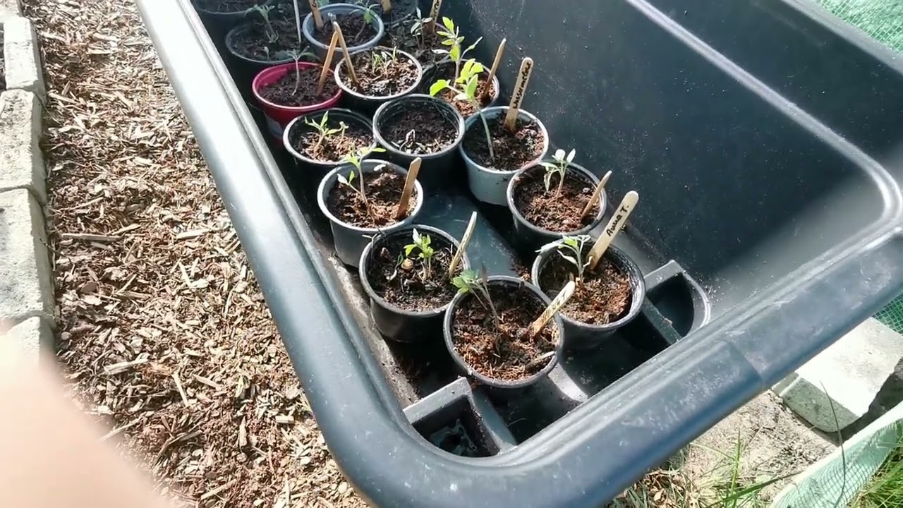 Gartenrundgang/Pflanzaktion vom 13.05.2025 🙏❤️