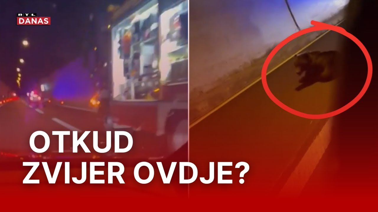 Kamion u tunelu Plasina na A1 naletio na medvjeda! 'Policajci su izvadili pištolje...' | RTL Danas