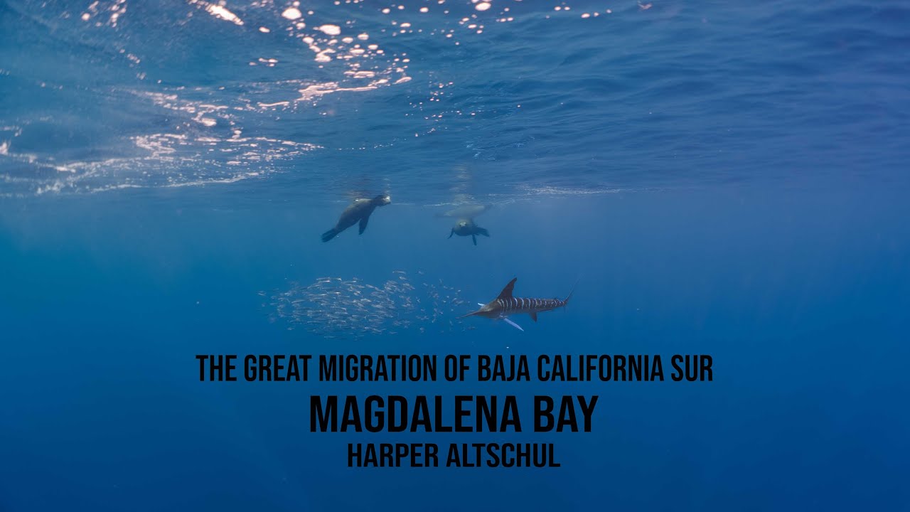 The Great Migration of Magdalena Bay  I  Sony A7SIII