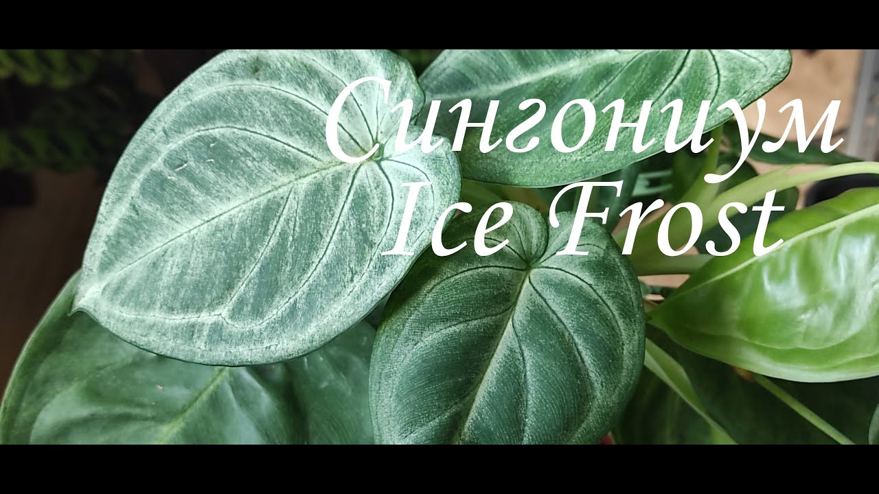 Сингониум Айс Фрост(Ice Frost) Подробности ухода и содержания