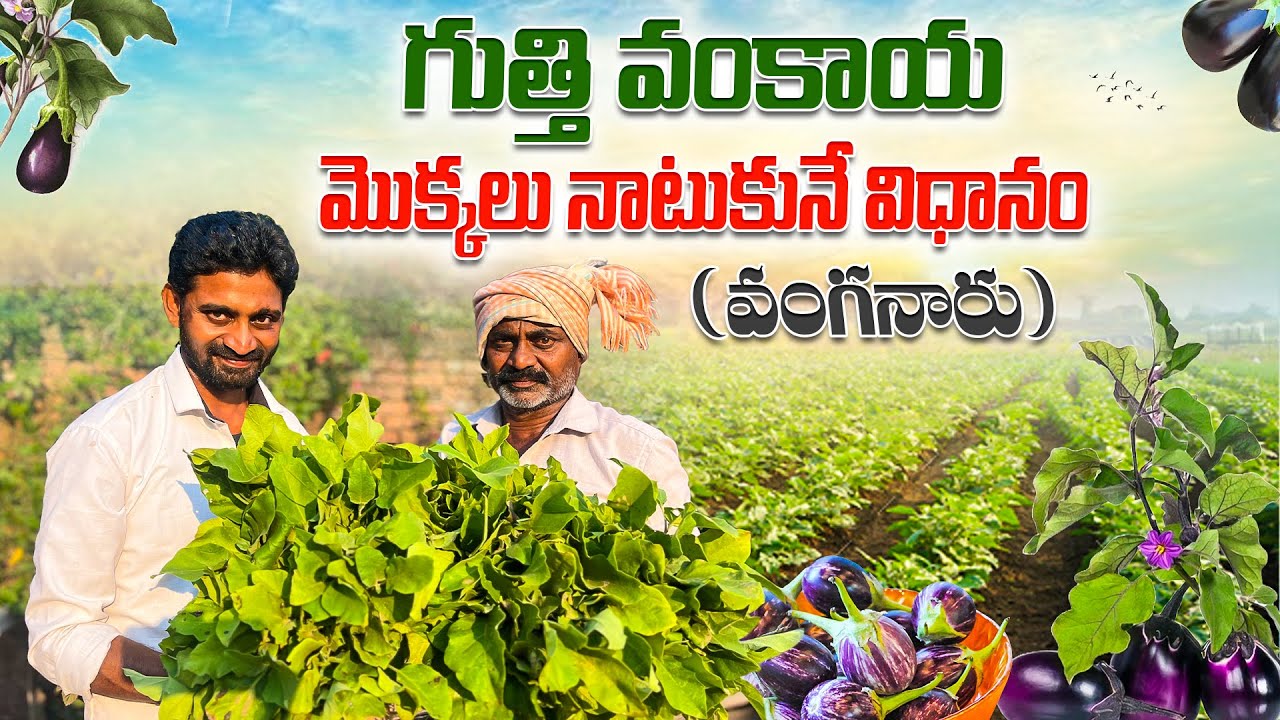 గుత్తి వంకాయ నారు నాటుకునే విధానం (వంగనారు) @telugufarmergopi