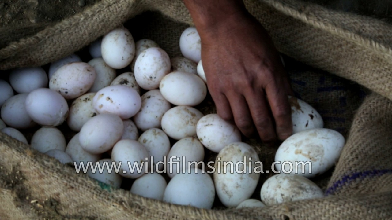 Duck farming in north-east India: Assamese man collects eggs and releases ducks