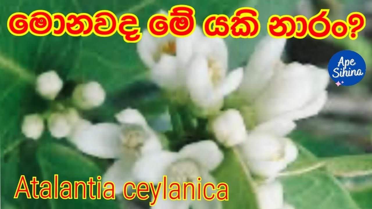 යකි නාරං වල සියලුම තොරතුරු | Yaki Naran |  යකිනාරන් | යකි නාරන්| යකිනාරං | යකිනාරන් | yakınarak
