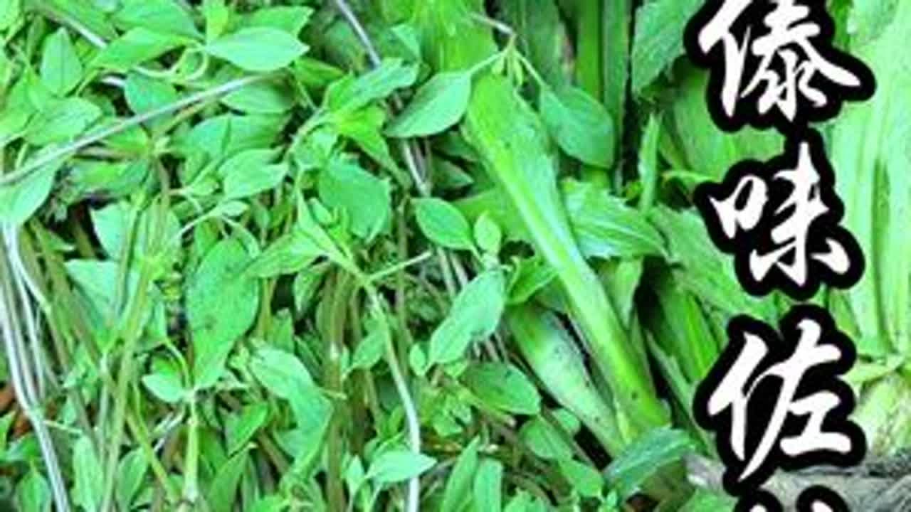 它来了它来了！吃傣味怎么能少了香香的大香菜荆芥香柳呢？#谁懂这一口的好吃程度#傣味 #荆芥 #香柳 #大香菜