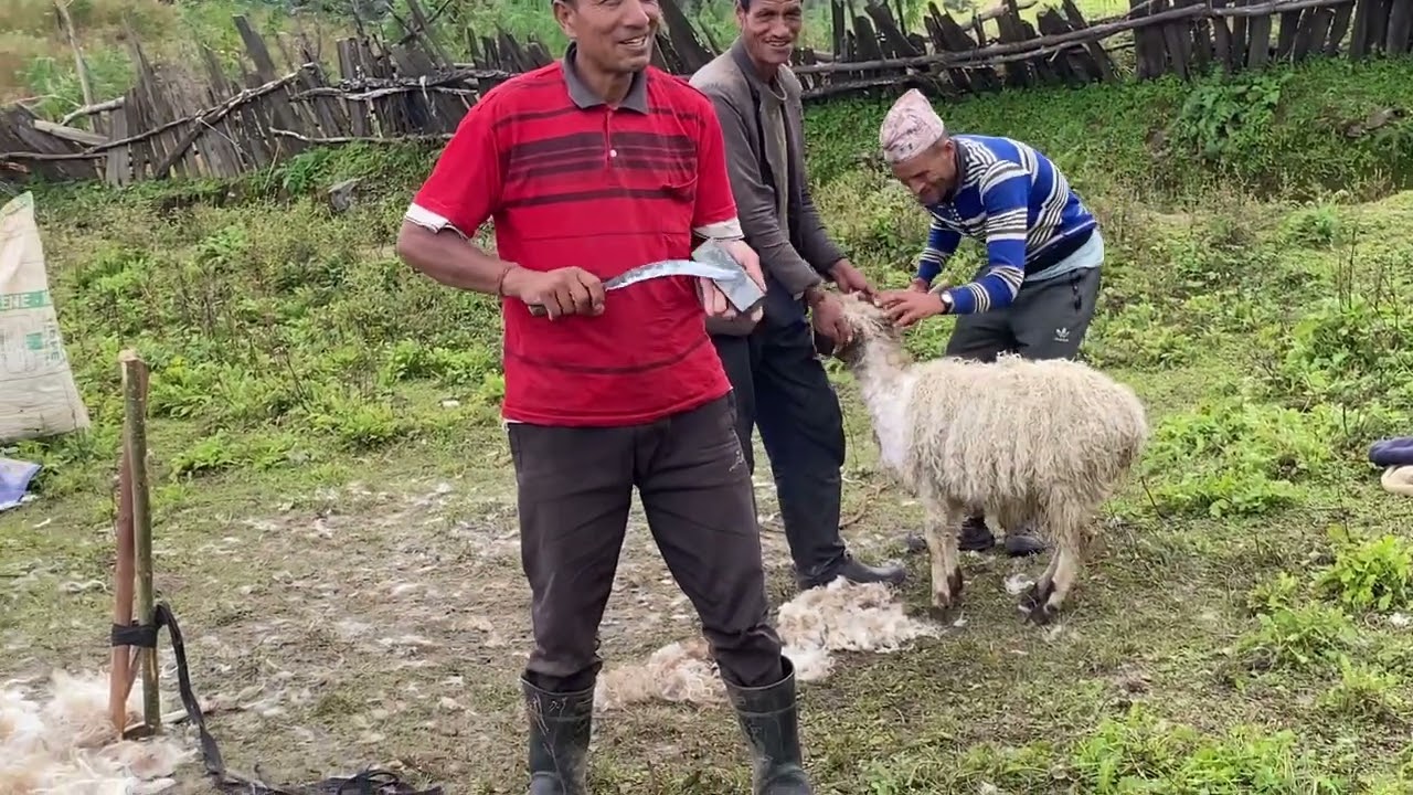 This traditional Himalayan Nepali village life style Dally Nepal. Village life 