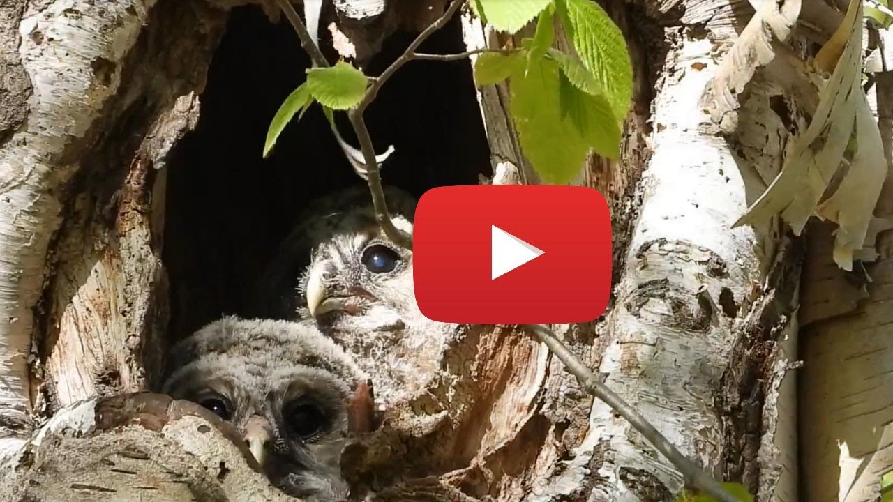 Meet the barred owl babies
