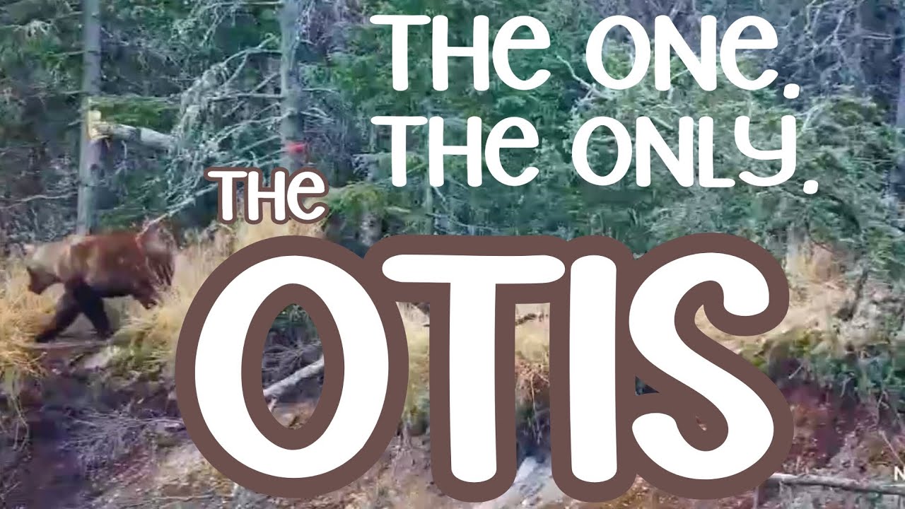OTIS ▪︎ Still at Brooks Falls! ▪︎ A Meander & RUN ▪︎ November 2, 2023 ▪︎ Explore.org