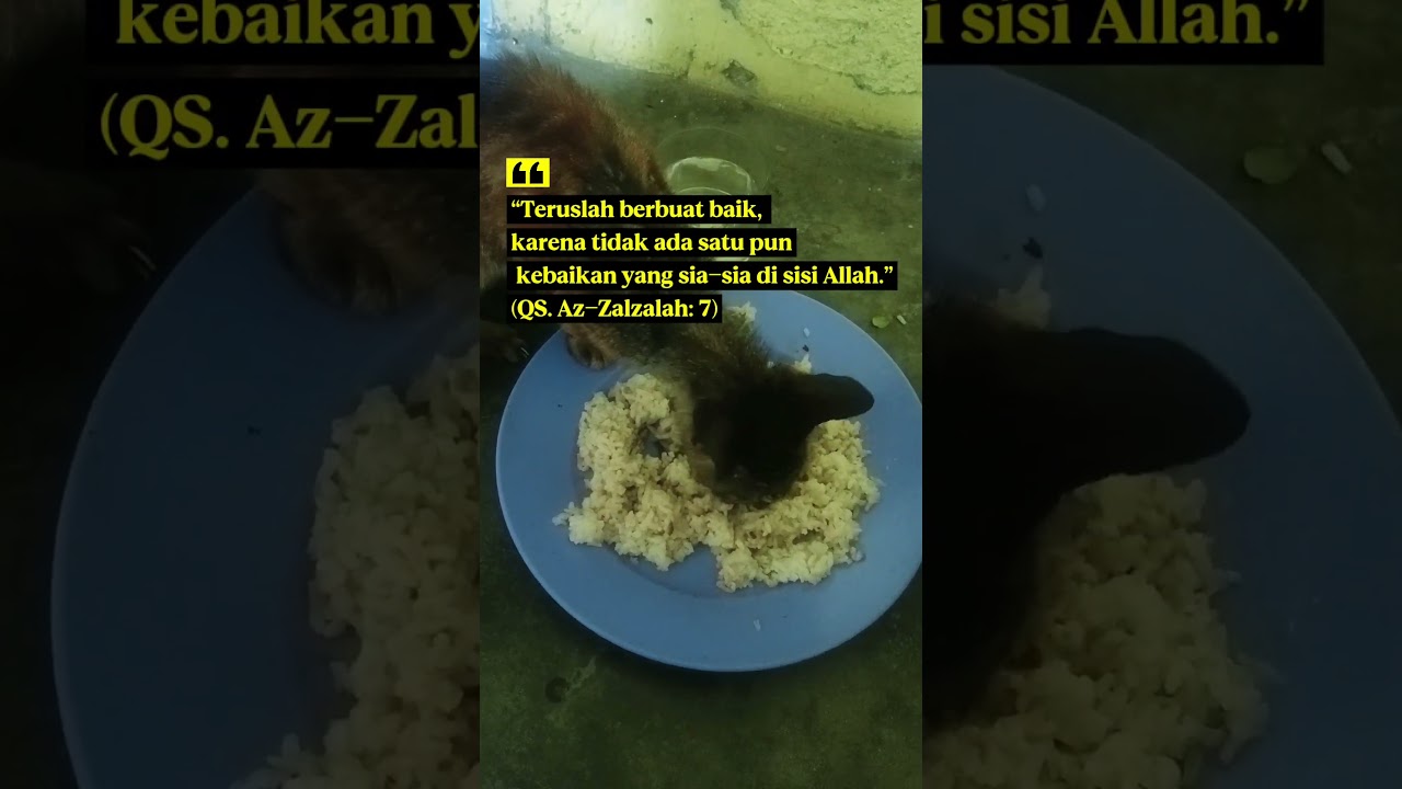 Kucing lapar, berilah makan 
