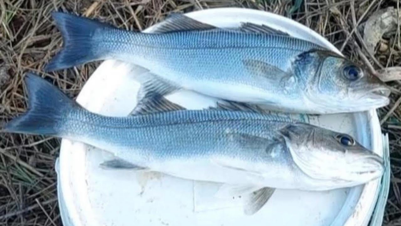 Pesca in Trattenuta Bolognese e Bigattino...