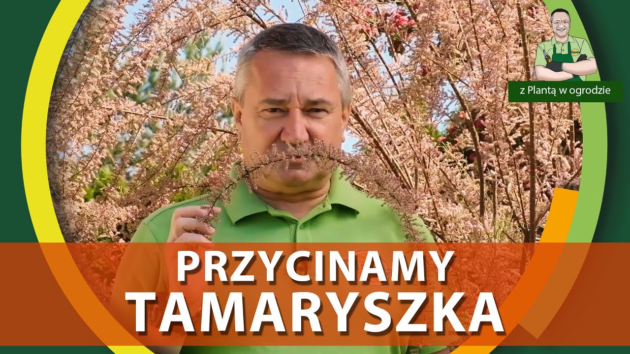 Jak przyciąć tamaryszka - Z PLANTĄ W OGRODZIE
