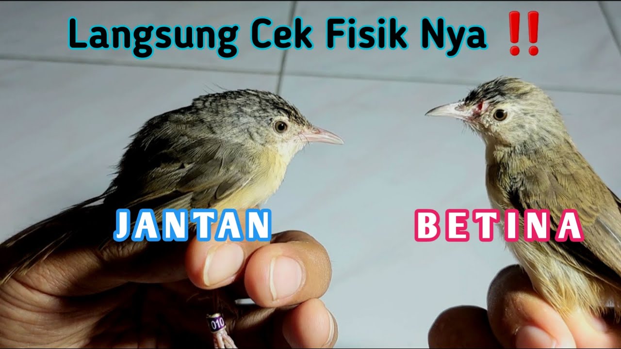 Cigun Jantan Betina Di usia 3 Bulan, Temukan Perbedaannya Ciblek Jantan Betina Saat Pastol