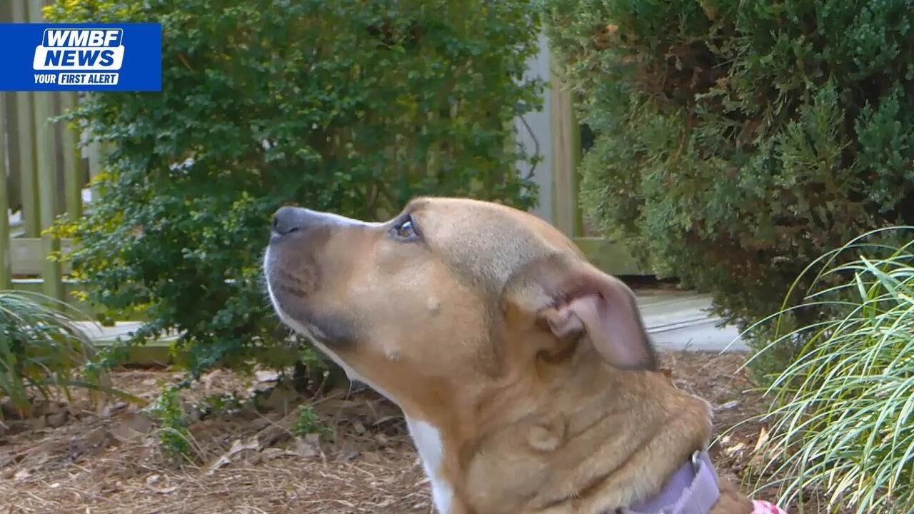 Dog adopted after 608 days at Horry County Animal Care Center