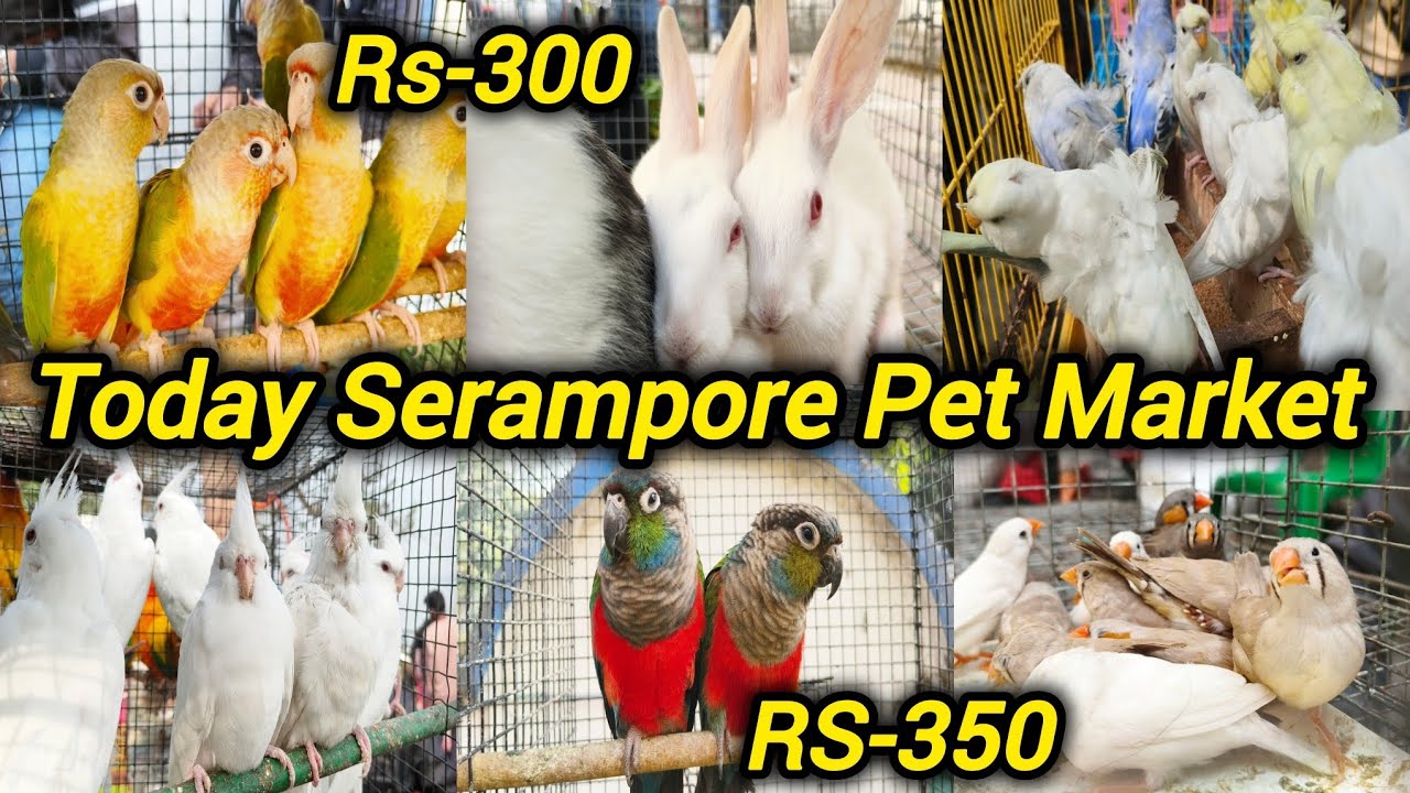 Today Serampore Pet Market 🐦🐇