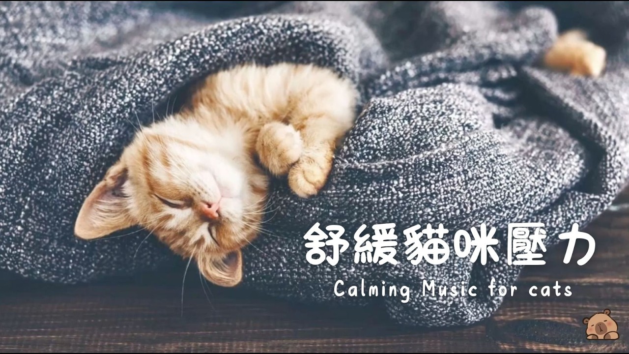 【獨處不焦躁】貓咪專用舒壓音頻｜分離焦慮、緊張躲藏、環境適應｜水豚陪伴療癒