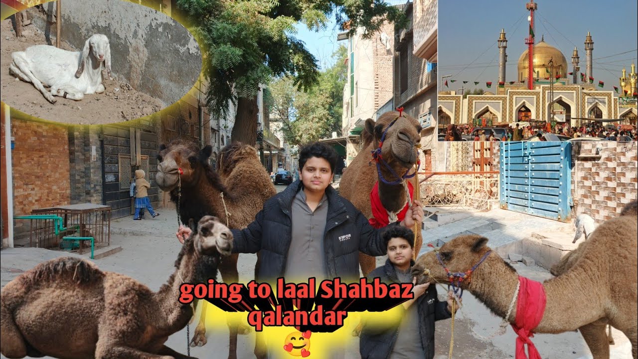 Going to 🥰لعل شهباز قلندر🥰ll allahamdulila hamaray camel🐫 sehwan sharif chala giya🥰ll chinda g vlogs