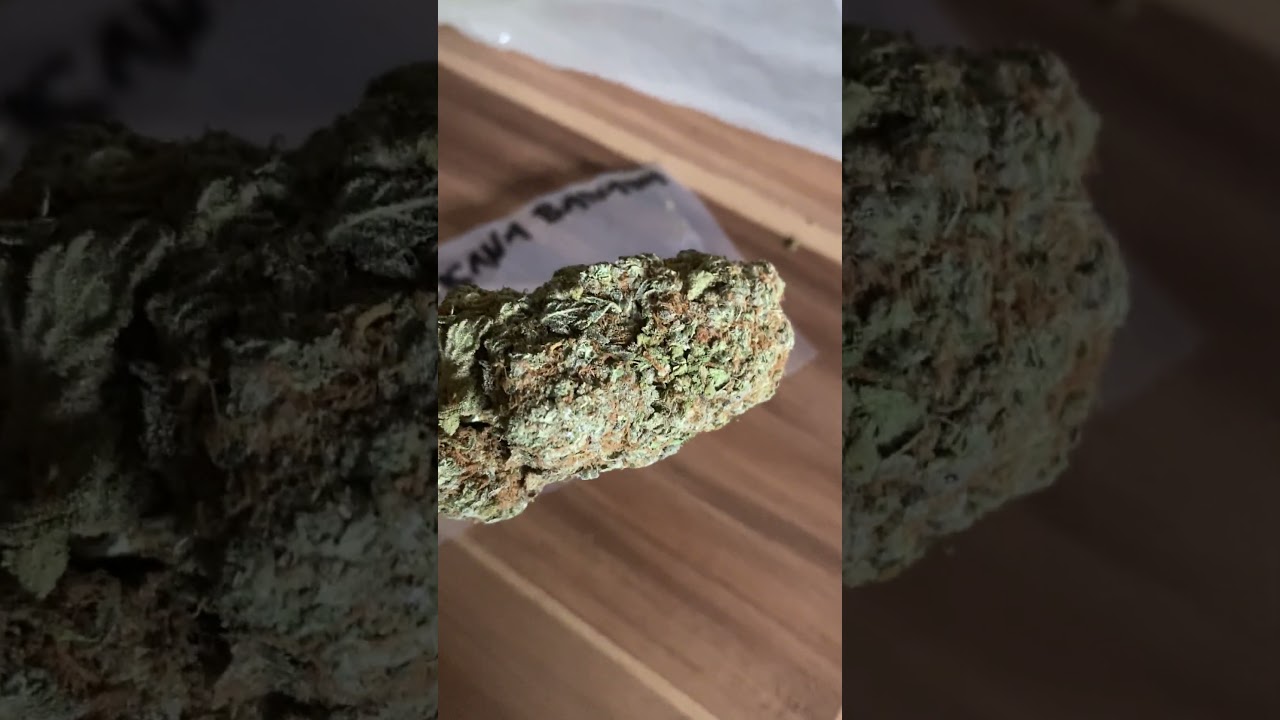 #420 Tropicana Banana #weed #cannabiscommunity