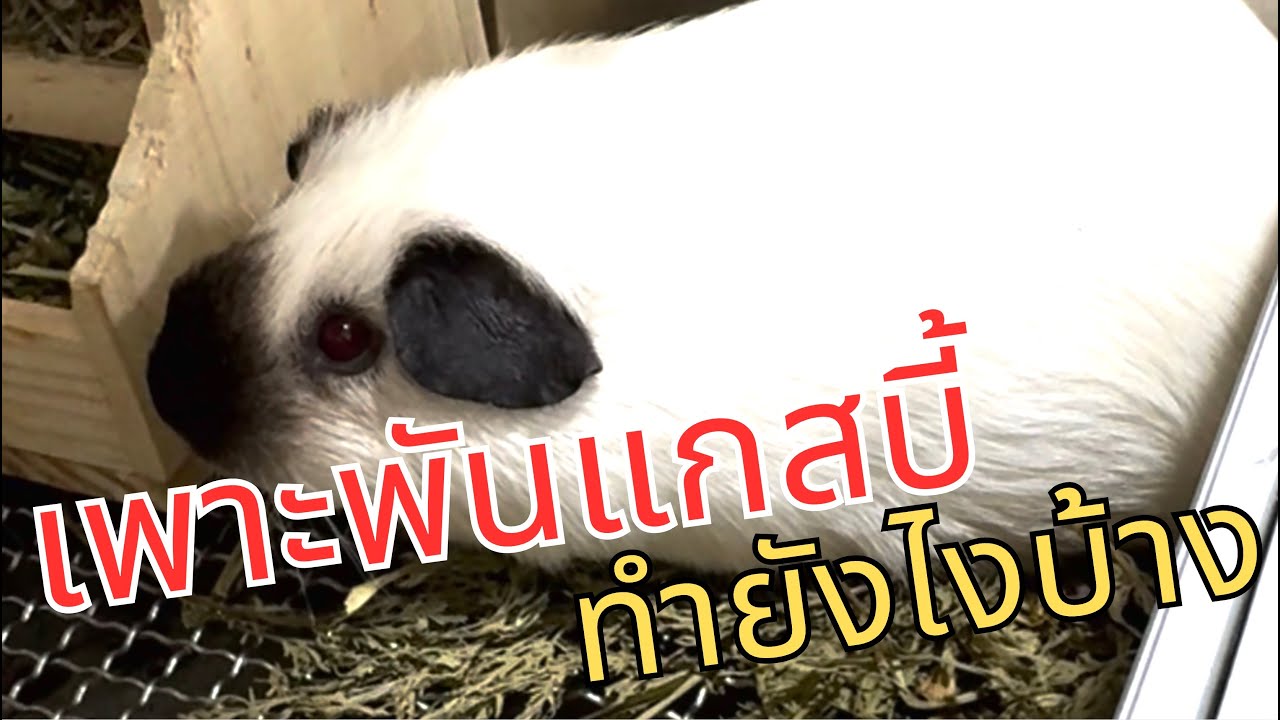 แกสบี้ เพาะพันธุ์ยังไง ต้องดูแลอะไรบ้าง ทำฟาร์มแกสบี้lโจรักสัตว์