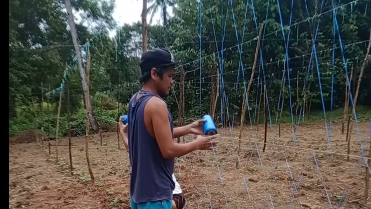 7days old unang pagdilig nang abuno/paggawa nang balag o diamond trellis #ampalayafarming
