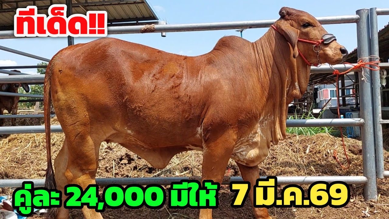 ทีเด็ดวัวงาม‼️วัวสาวคู่ละ 24,000 มีให้ ลูกพ่อนอกหนาๆตันๆ | 7 มี.ค.69 | หรรษาฟาร์มวัวงามบรบือ
