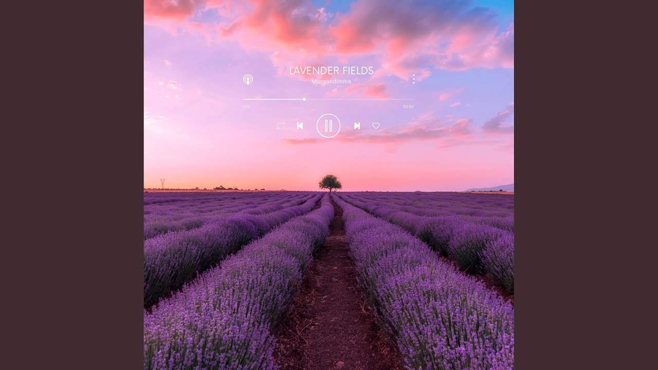 Lavender Fields