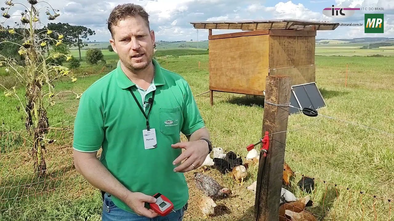Cerca Elétrica em Sistemas de piquetes para galinhas, ovinos, suínos, bovinos: Aprenda a Usar