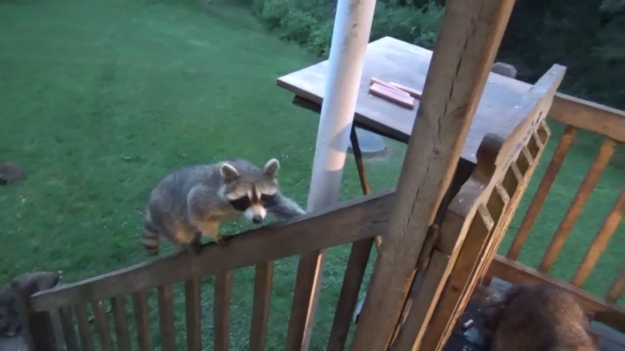 Ten raccoons at the Diner tonight lots of babies