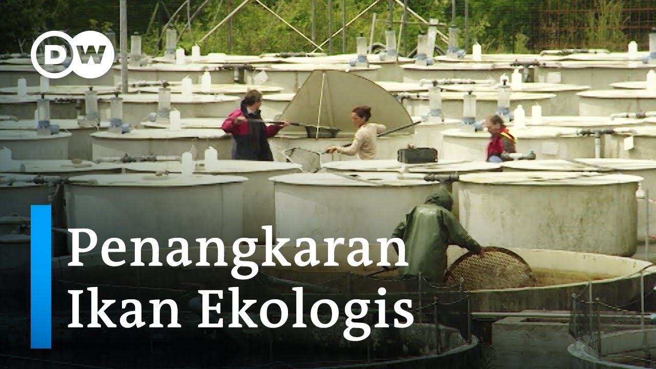 Budi Daya Ikan 'Akuakultur' yang Ramah Lingkungan