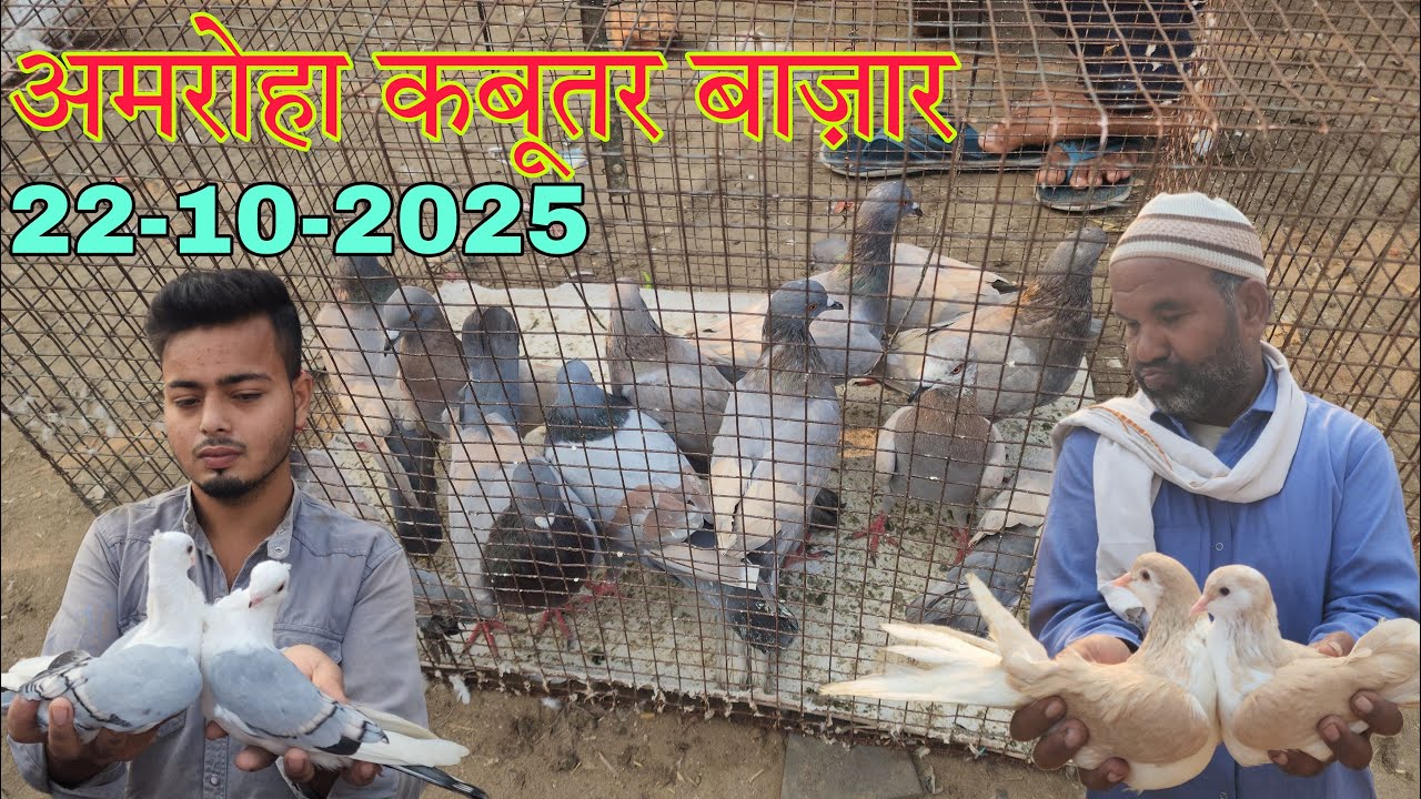 Amroha kabootar market 🕊️ 22-10-2025. अमरोहा कबूतर बाज़ार। Gola kabootar market