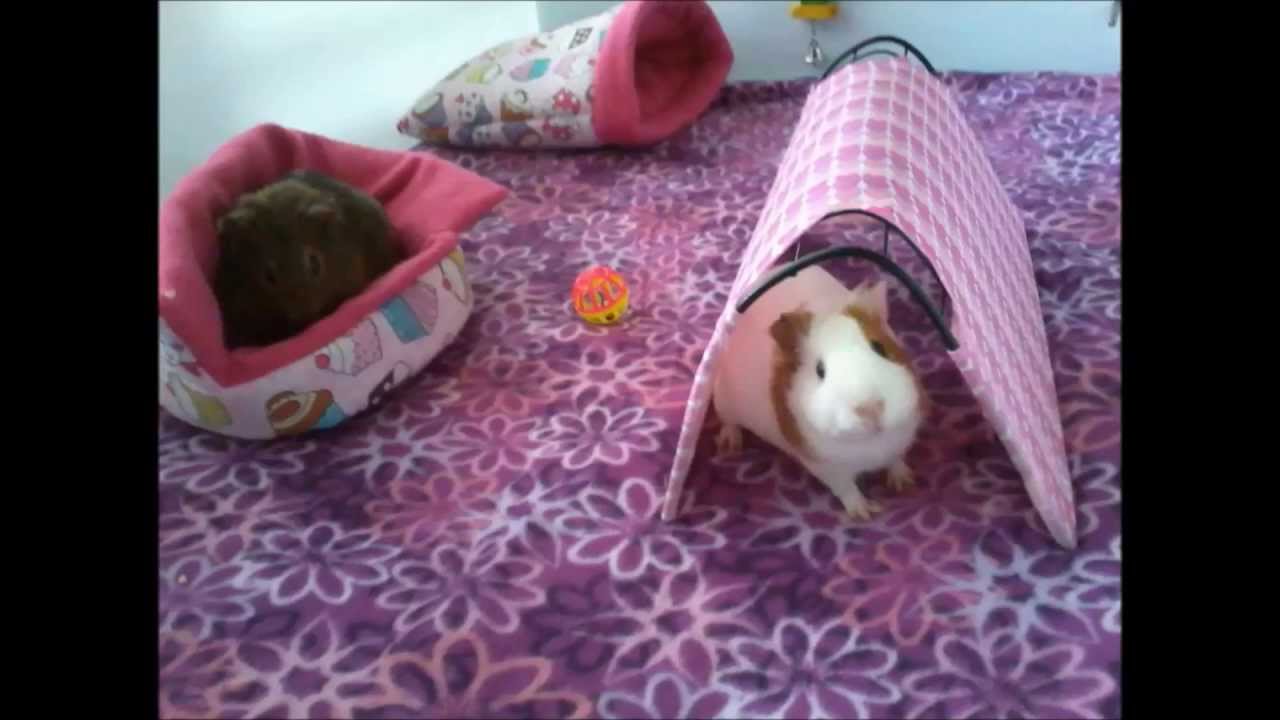 Cómo hacer una jaula casera  C y C para cobayos (cuyo, güimo, guinea pig) - Parte 1 de 2