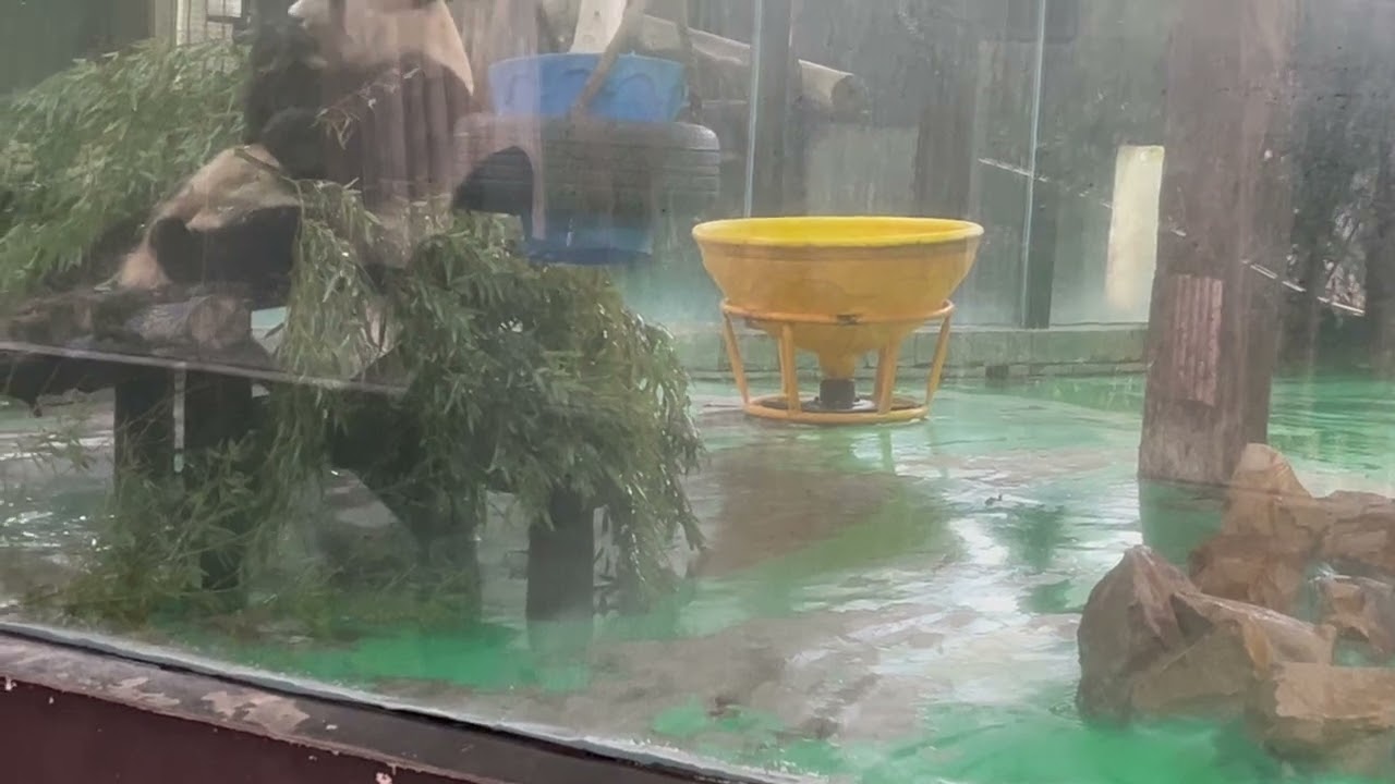 上海動物園のパンダ🐼