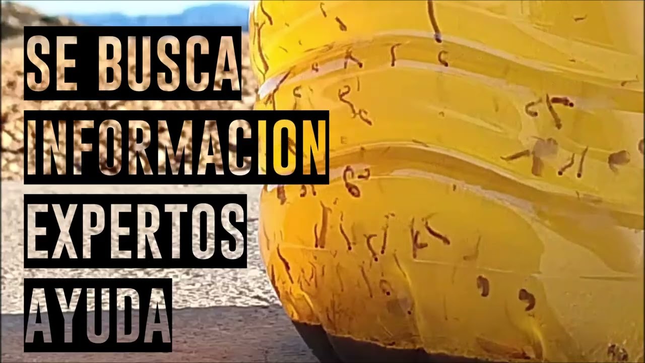 Quien sepa Algo que Cante !