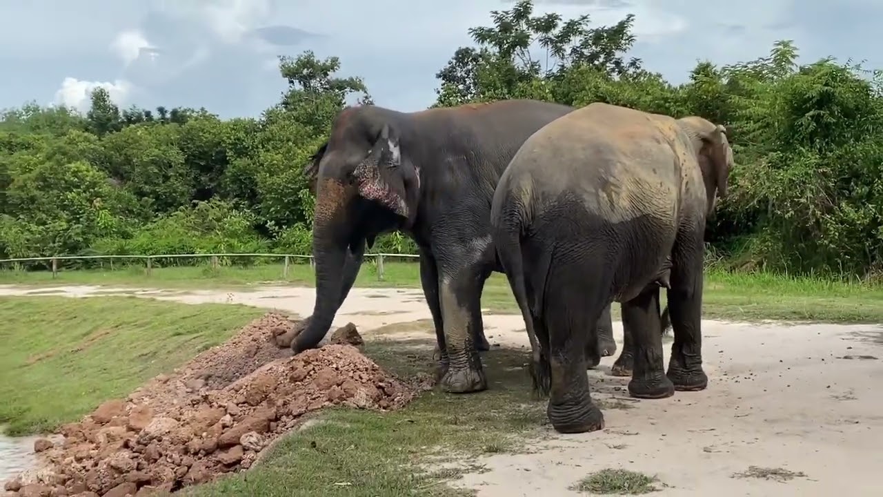 They found some free soil don’t need to do some toenails job 😂🐘❤️