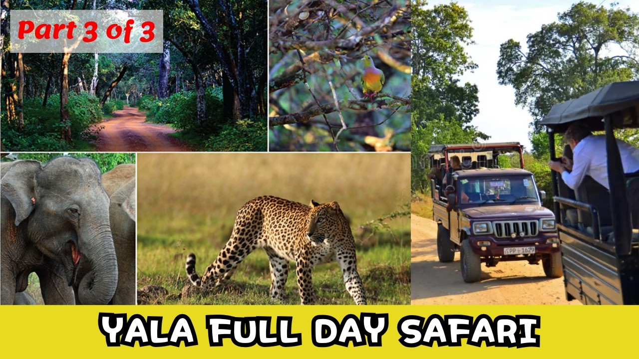Yala Full Day Safari - Part 3 of 3 - Katagamuwa Entrance #yala #safari #wildlife