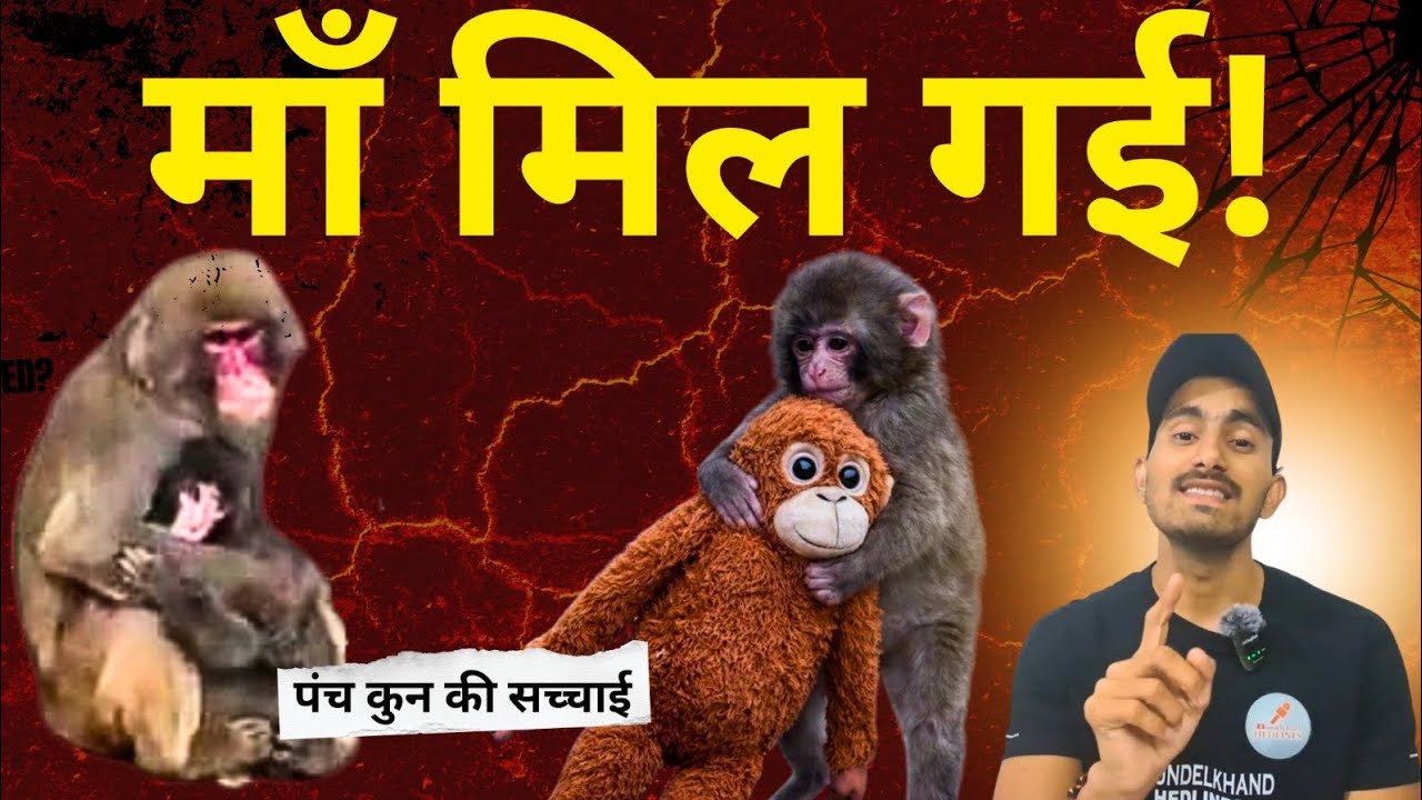 😱 Maa ne thukraya, IKEA ne apnaya! Is nanhe bandar ki 'Maa' ek khilona hai? | Punch-kun Story 🐒🥺