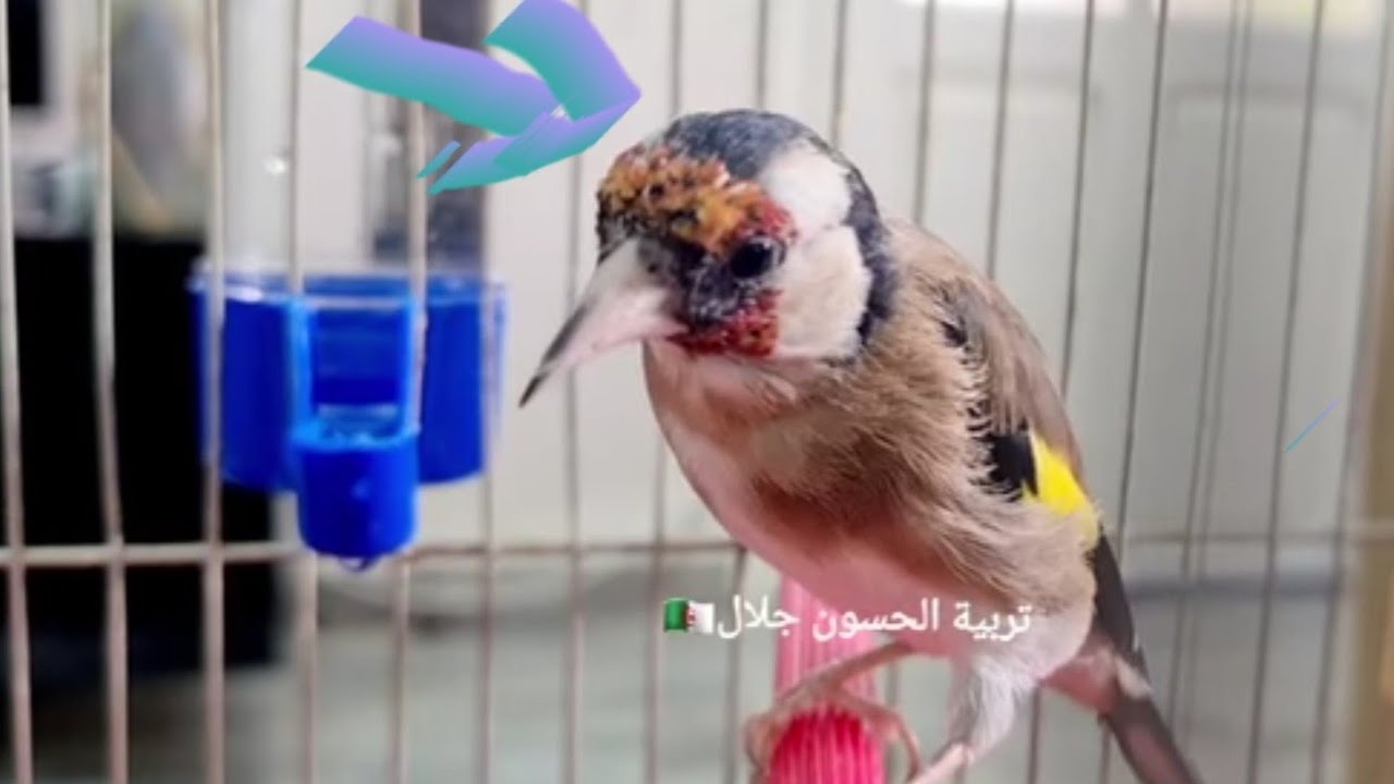 ثلاث أشياء نقدمها للحسون ليحصل على التحناية الحمراء الداكنة والظهر البني الداكن وجمال لا مثيل له