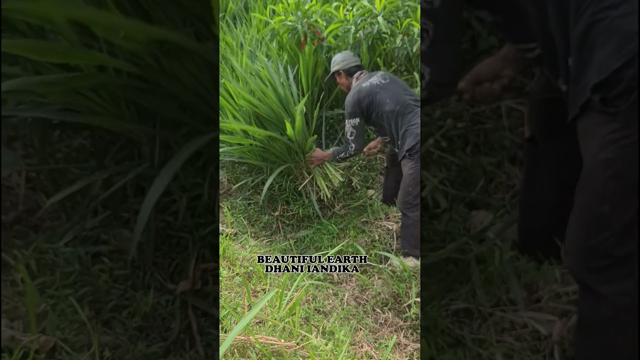 fast and smart process of taking odot grass for animal feed 