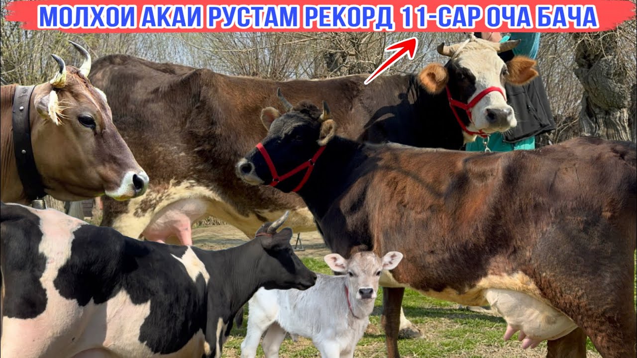 МОЛХОИ АКАИ РУСТАМ 11-САР 1 марта 2026 г.
