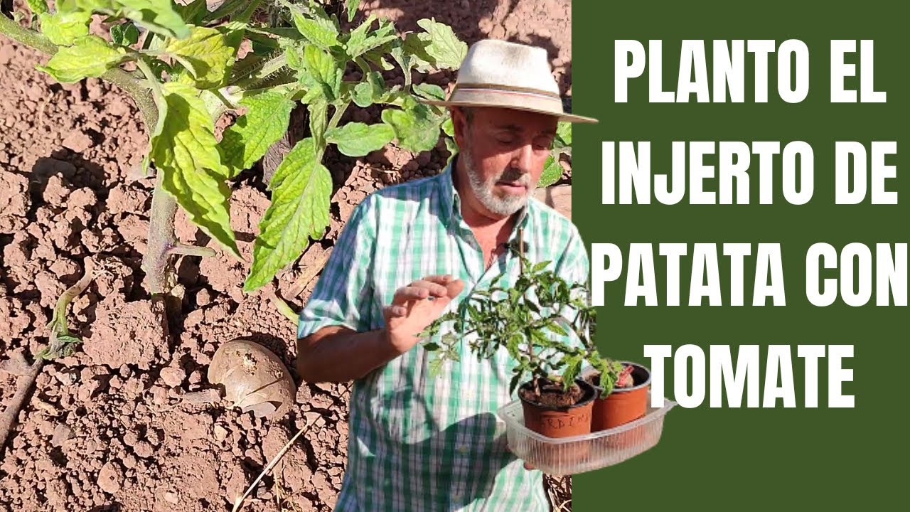 Planto el INJERTO DE TOMATERA EN PATATA, en la huerta para que empiecen a producir