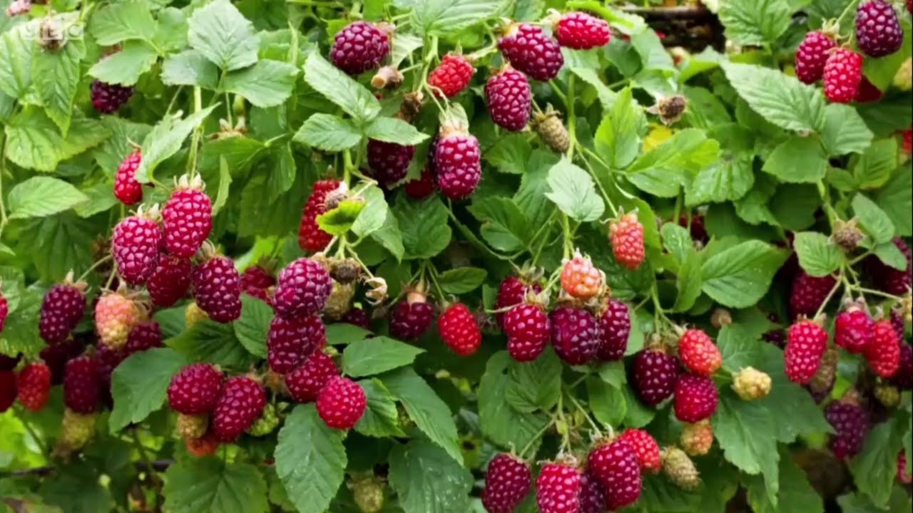 Kertész kertje szedermálna és málna ültetése S50 S51 S52 részletek