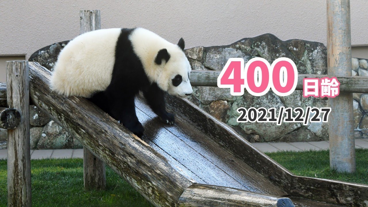 【ジャイアントパンダ（楓浜）】ツルっと凍った滑り台♪（400日齢）