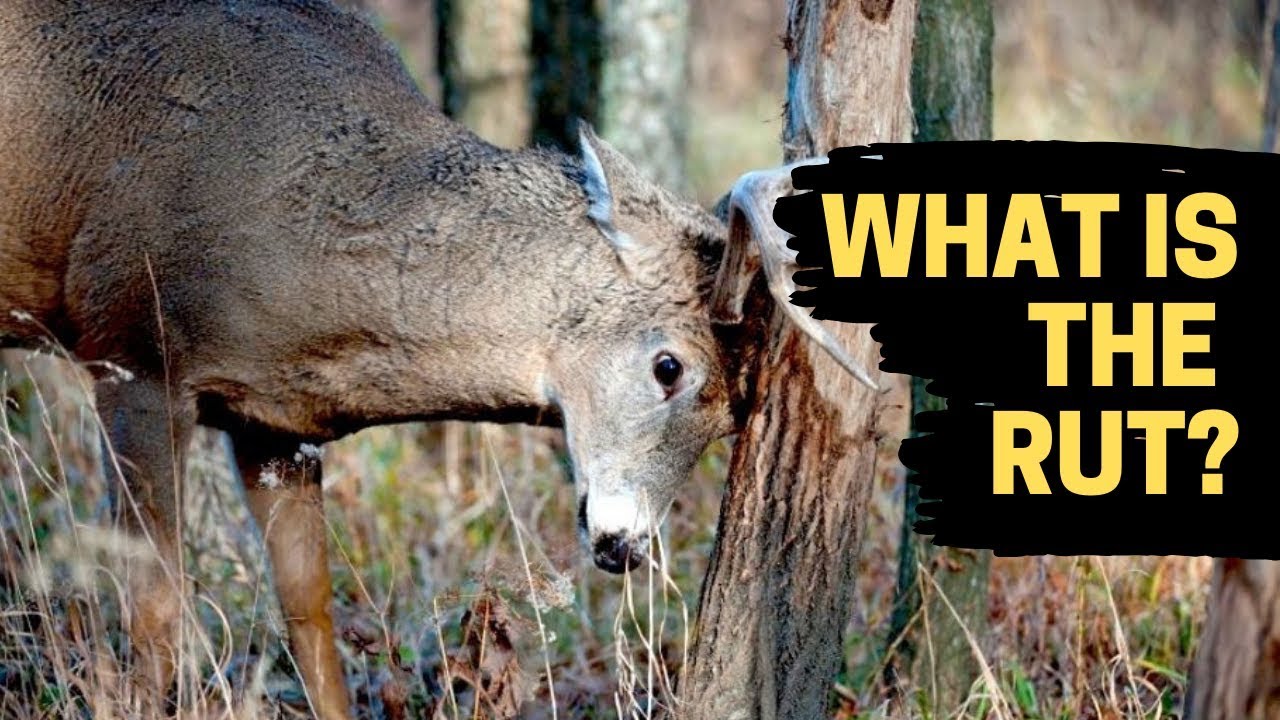 WHAT IS THE RUT? | DEER BEHAVIOR EXPLAINED