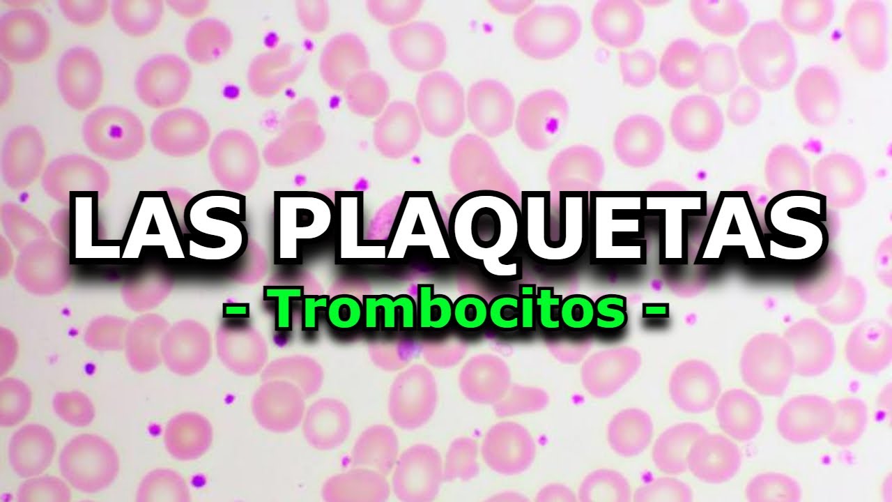 Resumen Rápido: Todo lo que Debes Saber sobre las Plaquetas