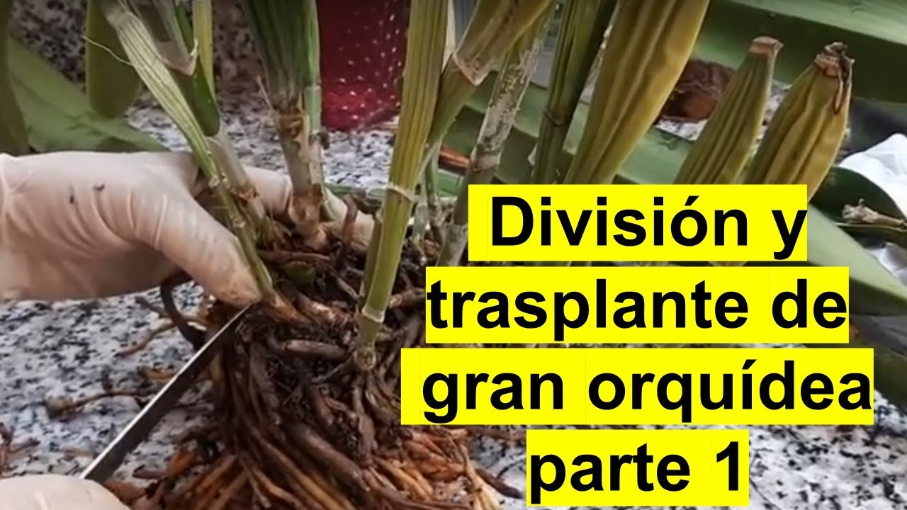 Division y trasplante de una gran cattleya parte 1