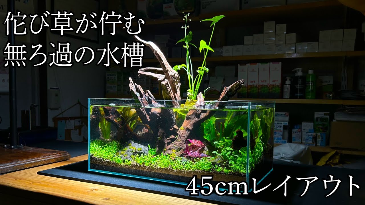 【水辺物語】水草で45cmレイアウト水槽を立ち上げる〜アクアリウムin地球98