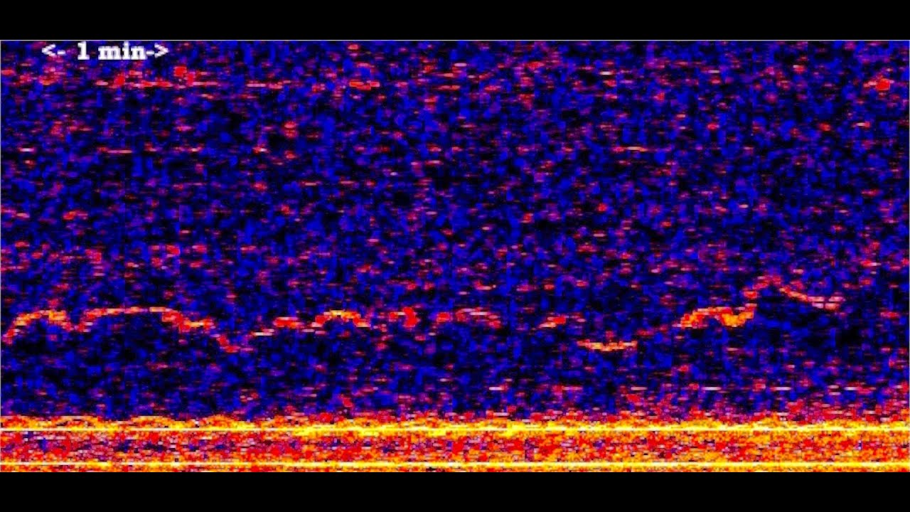 Unidentified 'Whistle' Sound - Deepsea Oddities: Unknown