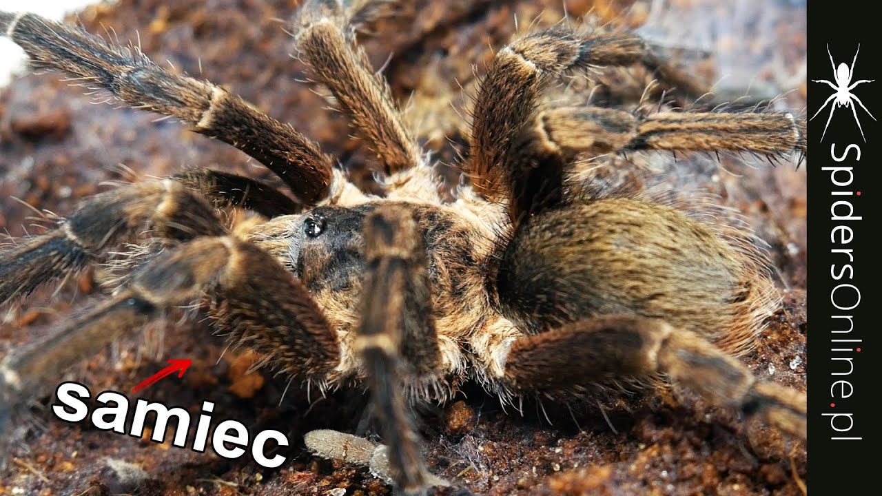 Rzadkie SAMCE i update i promocja na SELADONIA - spidersonline.pl