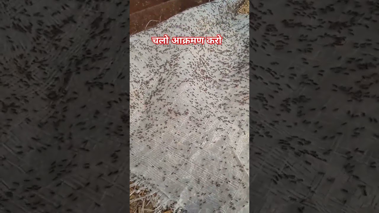 चलो आक्रमण करो 