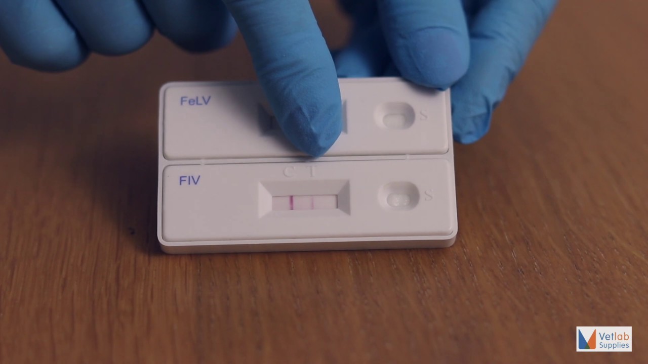 Fastest FELV FIV | Vetlab Supplies