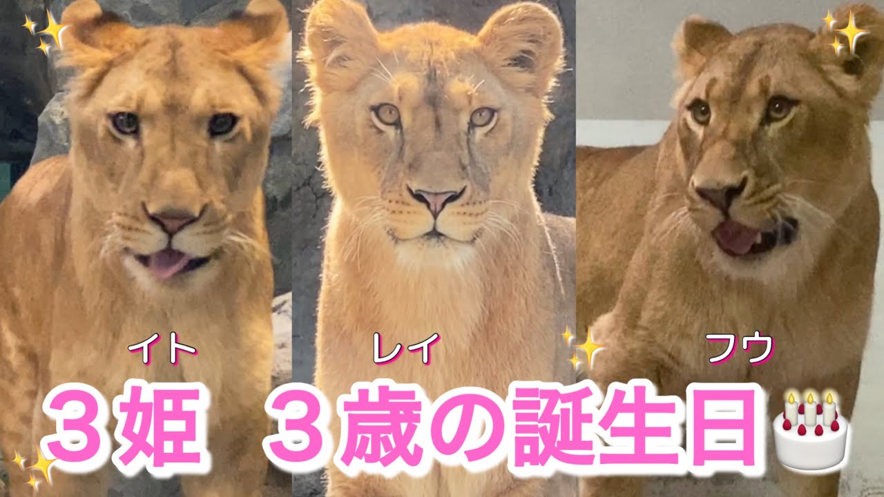《旭山ライオン＆トラ》動画スペシャルバージョン！フウレイイト3歳の誕生日🎂子が育つまでの試練と素敵な時間。オリトイオ＆ザリアファミリー/vol689Lion 3sis‘s 3rd Birthday🎂