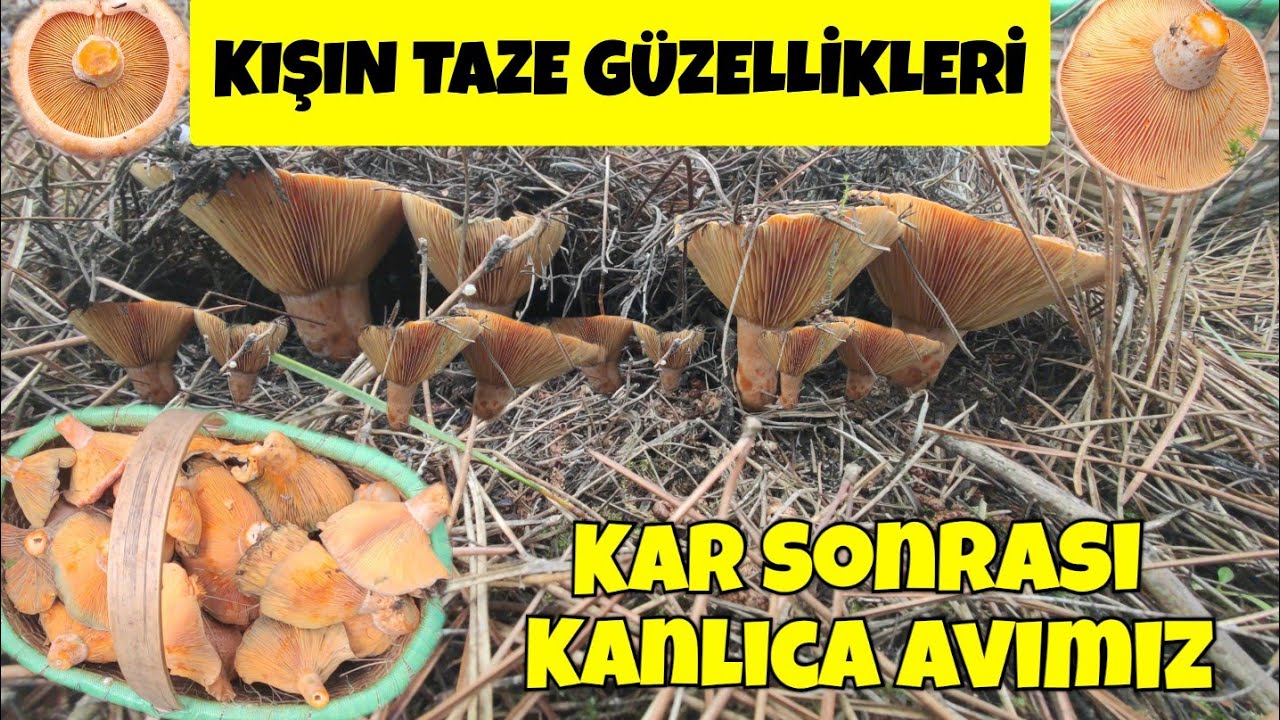 Kar Sonrası Kanlıca Mantarı Avımız. Her Ne Kadar Taze Mantarlar Bulsakta Veda Yakın Gibi 🙂#biga